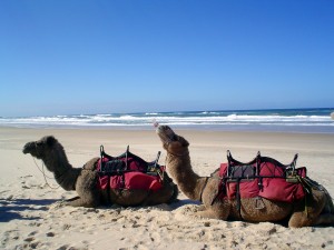 Dubai Dessert Safari