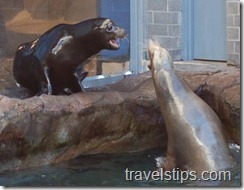 barking seals in georgia aquairum