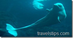 beluga whale in georgia aquarium