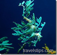 dragon fish in georgia aquarium