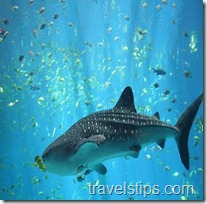 male whale shark at georgia aquarium in atlanta of america