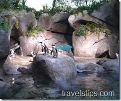 penguins in georgia aquarium
