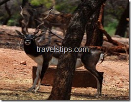 a male black buck in Mahavir Harini vansthali national park