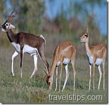 black buck male and female in Mahavir harina Vanasthali National park
