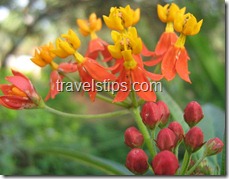 buds and flowers in Mahavir harini Vansthali national park