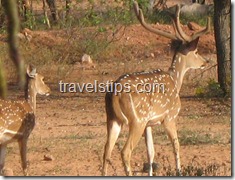deers in Mahavir harini Vansthali national park