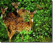 deers in rajiv Gandhi wild life sanctuary