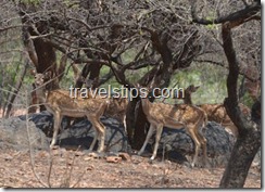 female spotted deers in Mahavir harini vansthali National park