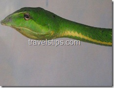 green snake in Mahavir Harini Vanasthali National park