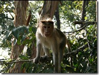 monkey in rajiv gandhi wild life sanctury