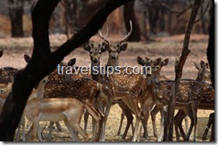 spotted deers in Mahavir harini vanasthali national park