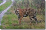 tiger in rajiv gandhi wild life sanctuary