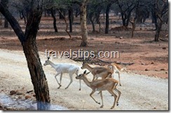 white and fawn coloured black buck, females in mahavir harina vansthali national park